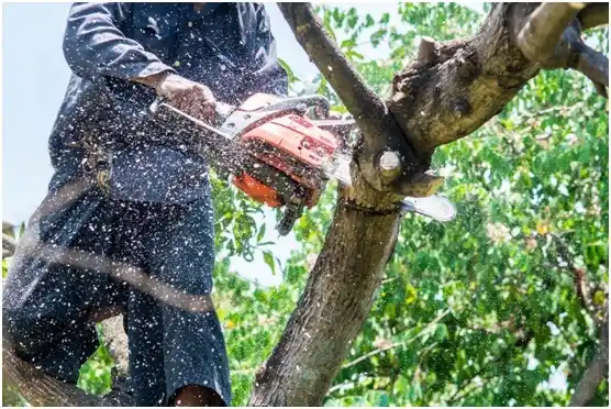 tree services Clearview